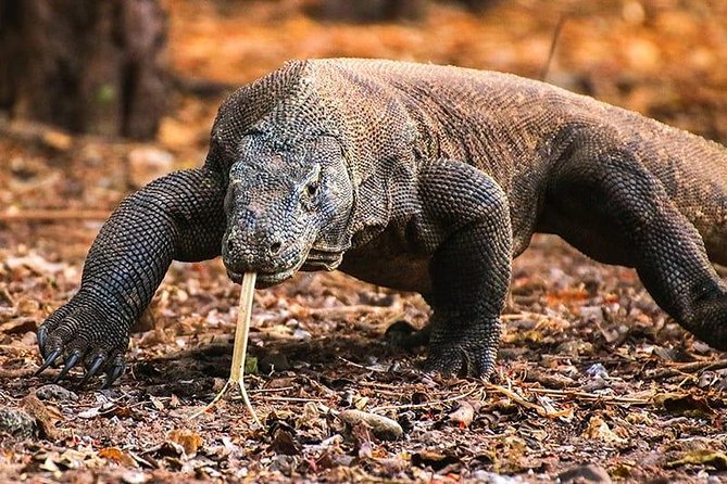 1 Day Komodo Trip by Private Fast Boat - The Morning Pickup and the Route Question