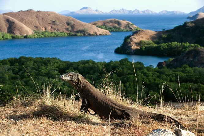 1 Day Komodo Trip By Share Fast Boat - Key points to know before booking