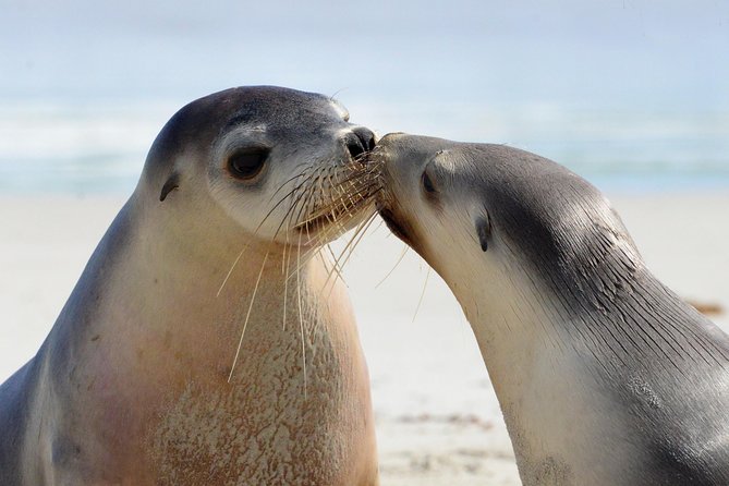 2 day Ultimate Kangaroo Island with return ferry - Day one: ferry crossing, sea lions, and Flinders Chase