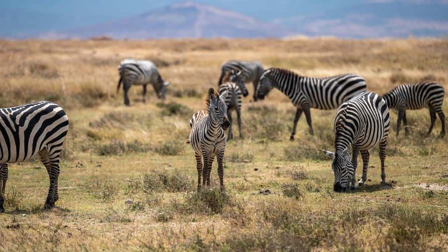 3 DAYS, 2 NIGHTS SAFARI FROM ZANZIBAR TO MIKUMI BY FERRY. - The Maasai village visit at 4:30 PM