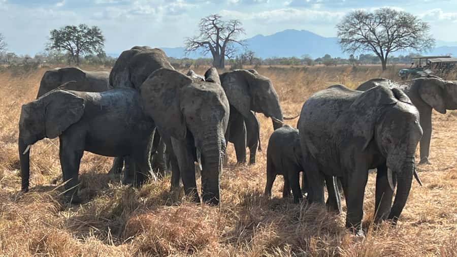 3 DAYS, 2 NIGHTS SAFARI FROM ZANZIBAR TO MIKUMI BY FERRY. - Guides, care, and the human side of the trip