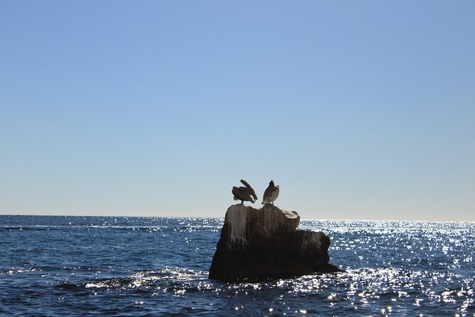 45 Minute Transparent Boat Ride to the Arch of Cabo San Lucas - Why the clear boat is the main attraction