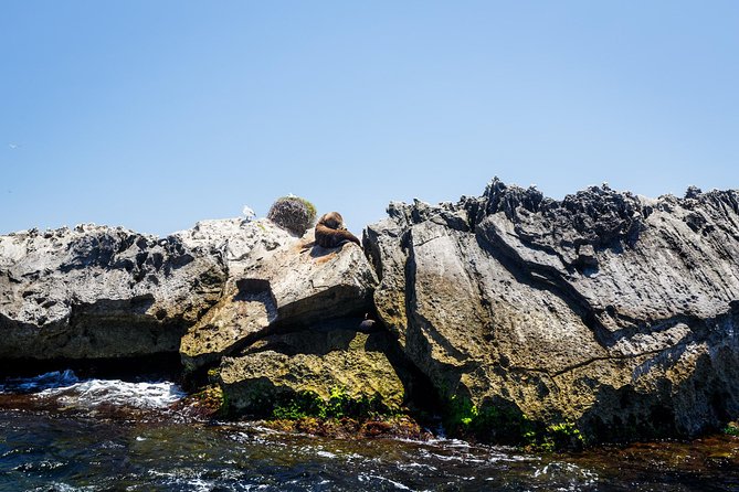 Adventure Rottnest Tour with Ferry & Adventure Cruise - Your free afternoon: bikes, beaches, quokkas, and history
