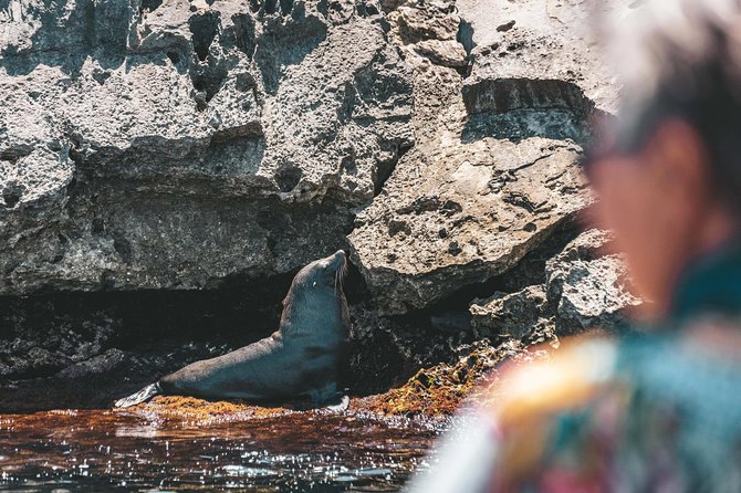 Adventure Rottnest Tour with Ferry & Adventure Cruise - Arriving on Rottnest Island and finding your bearings