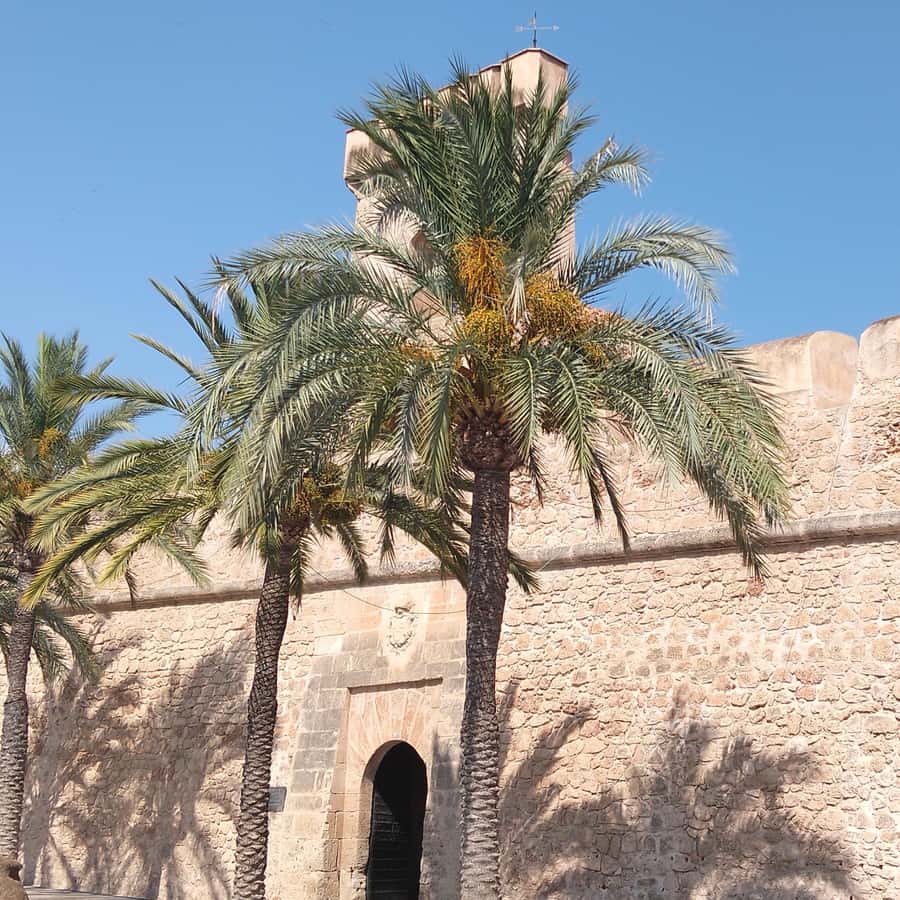 Alicante/Torrevieja: Excursion to Tabarca by ferry, Santa Pola, and Laguna Rosa - Tabarca, Spain’s smallest inhabited island