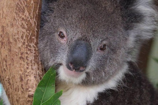 All Inclusive Blue Mountain,Scenic World,Lunch,Koalas,ferry - The ferry home through Parramatta River