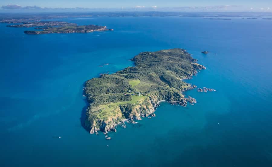 Auckland: Tiritiri Matangi Island Ferry - Why Tiritiri Matangi feels different from an Auckland day trip