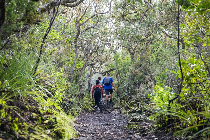 Auckland to Rangitoto Island Ferry - Who will get the most from this half-day trip
