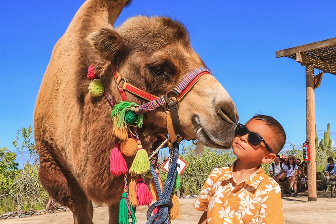 Boat Ride to the Arch and Beach Camel Ride in Cabo San Lucas - Timing, pickup, and cancellation advice