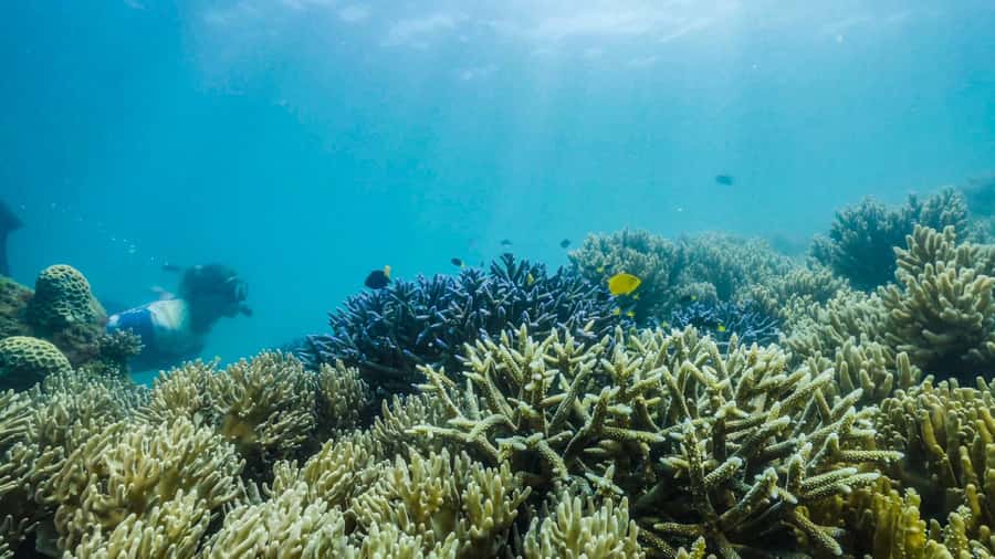 Cairns: Fitzroy Island Ferry with Optional Lunch & Activity - Optional activities on the island