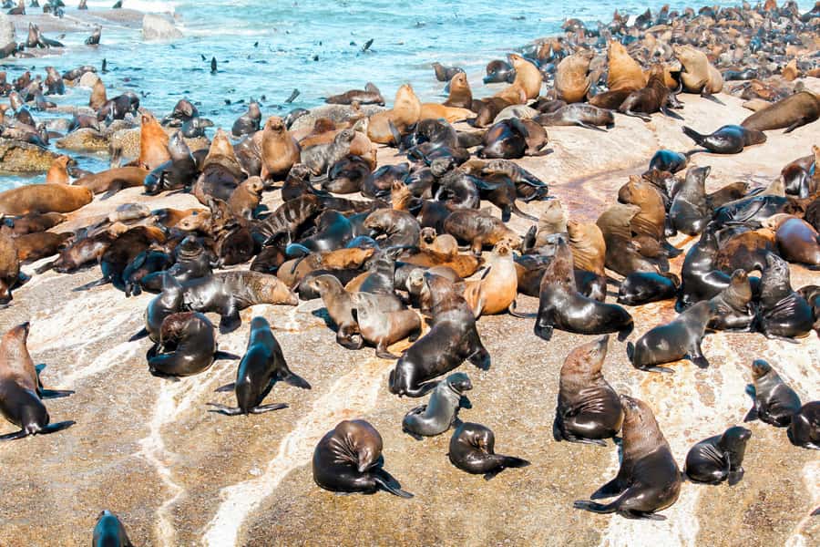 Cape Town: Robben Island Ferry Tour with 1-Way Hotel Pickup - The island bus tour and its wide historical view