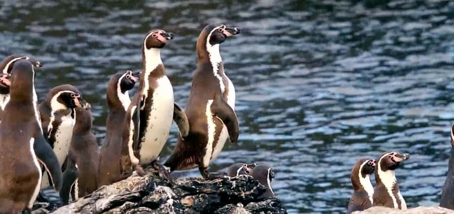 Chañaral de Aceituno boat ticket - Why Chañaral Island makes this boat trip special