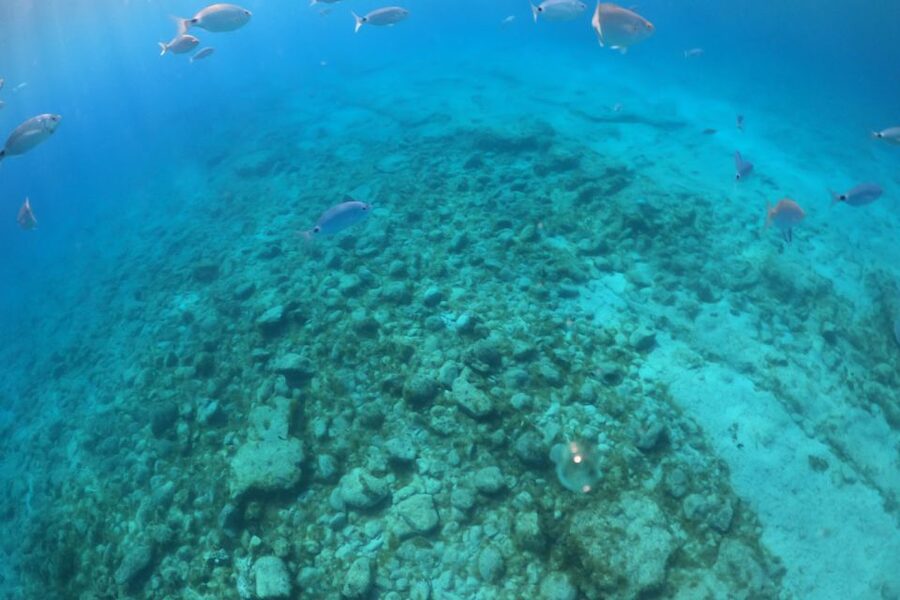 Corralejo: Snorkeling on Lobos Island & Return Ferry Ticket - Making the most of your free time on Lobos