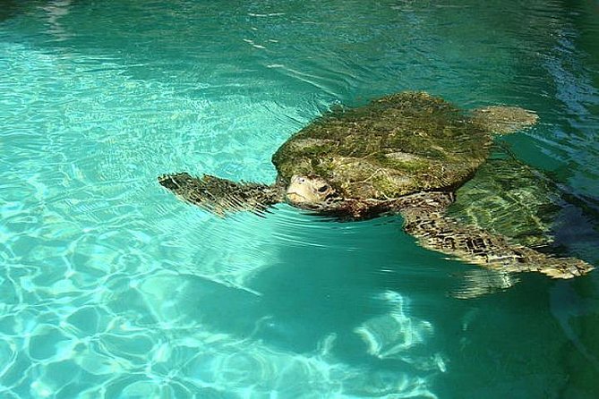 Crystal Caves, Aquarium, City of Hamilton and Ferry - The admission fee needs careful checking