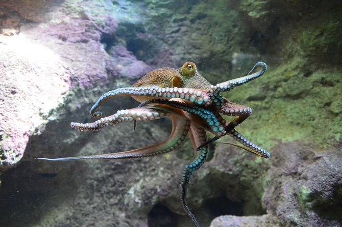 Crystal Caves, Aquarium, City of Hamilton and Ferry - Who should book this Bermuda outing