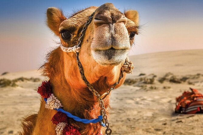 Cultural excursion for one day to Tangier with ferry included - Key points to know before you book
