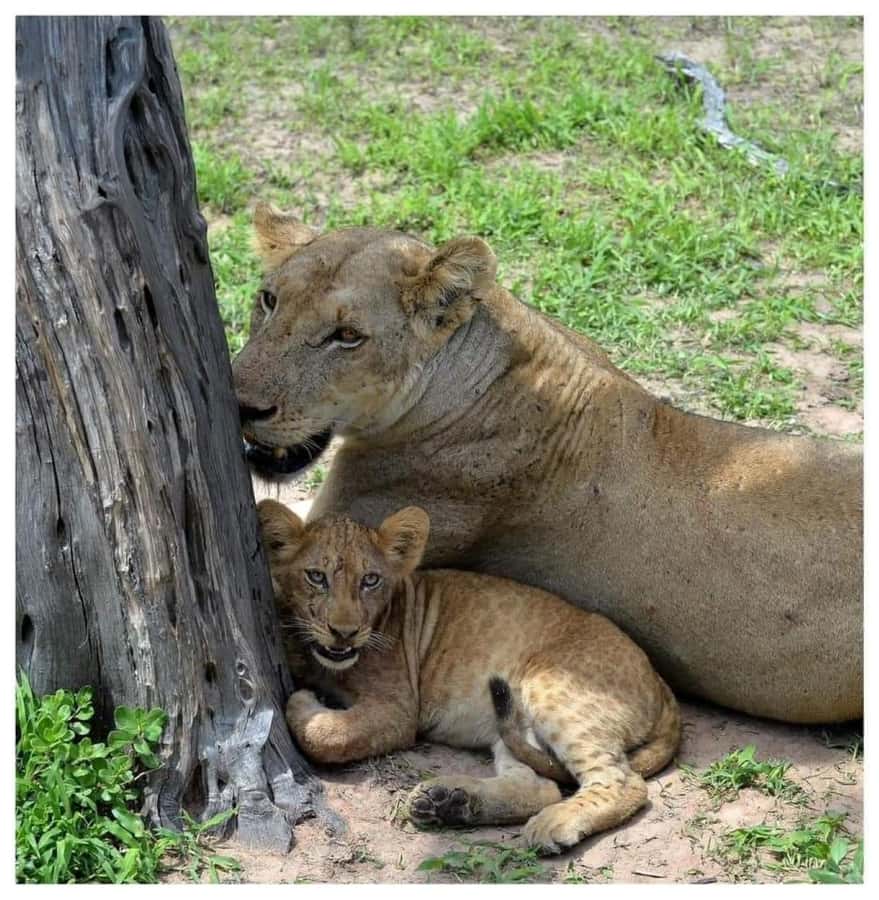 Day Trip Safari from zanzibar to mikumi using ferry and SGR - What the wildlife day can feel like