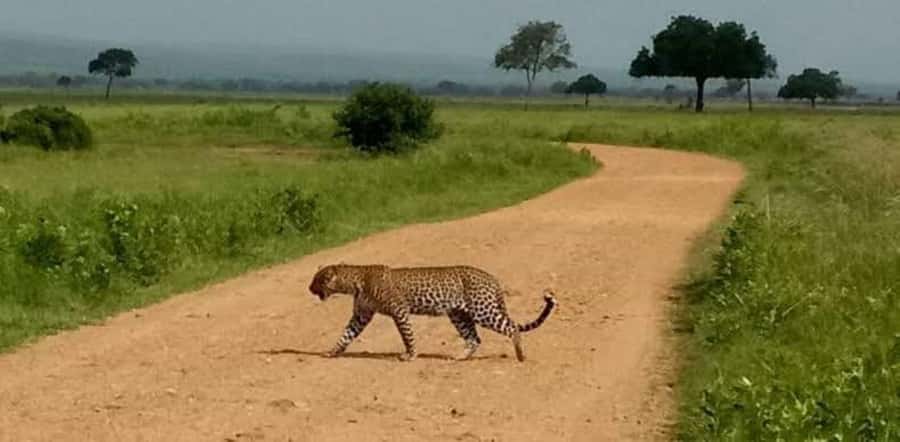 Day Trip Safari from zanzibar to mikumi using ferry and SGR - Who will enjoy this safari most?