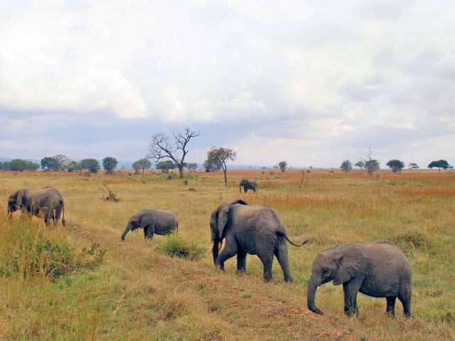 Day Trip Safari from zanzibar to mikumi using ferry and SGR - Should you book the Zanzibar to Mikumi safari?