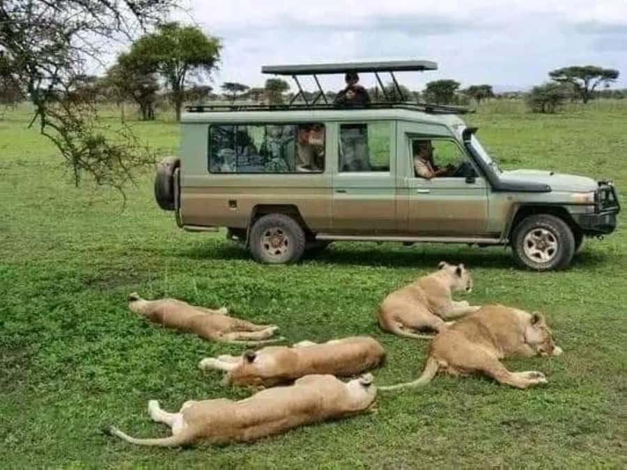 Day Trip Safari from zanzibar to mikumi using ferry and SGR - FAQ