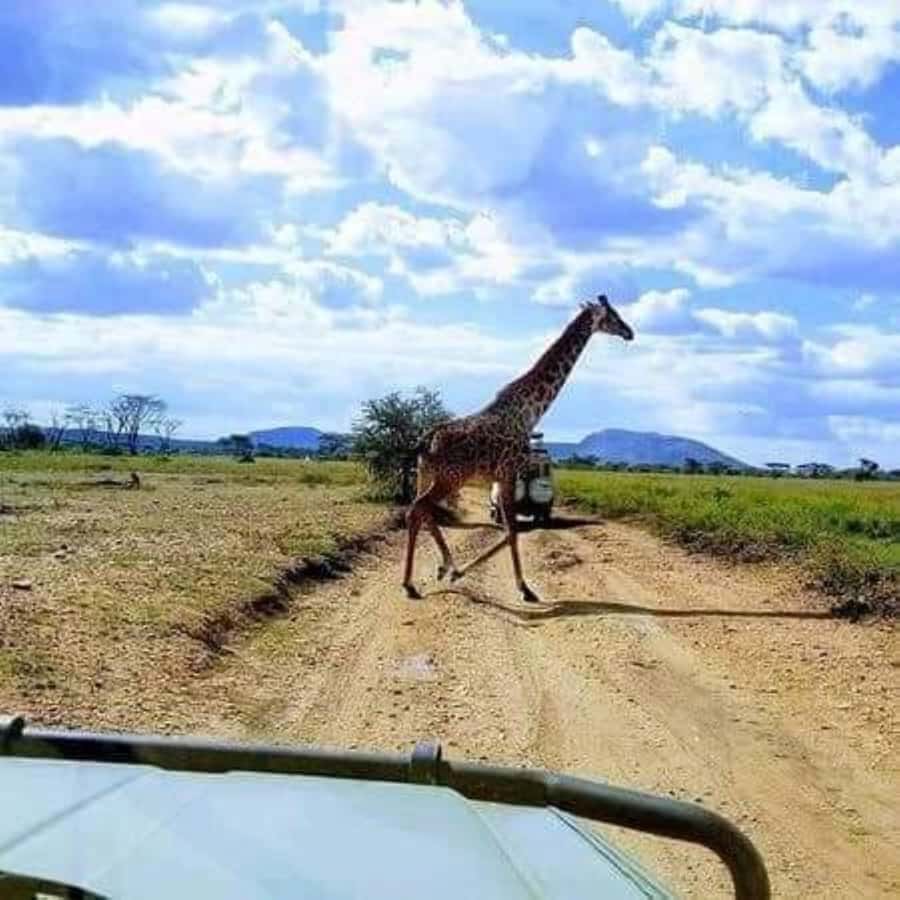 Day Trip Safari from zanzibar to mikumi using ferry and SGR - Day two: a 6:00 a.m. game drive in Mikumi