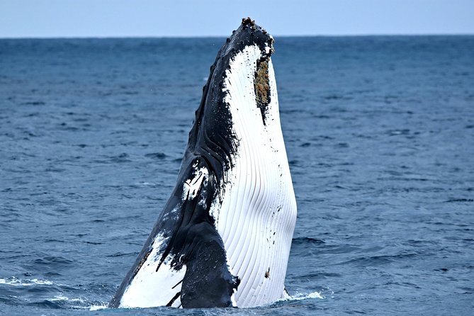 Discover Rottnest with Ferry & Bus Tour - What to do with the free afternoon