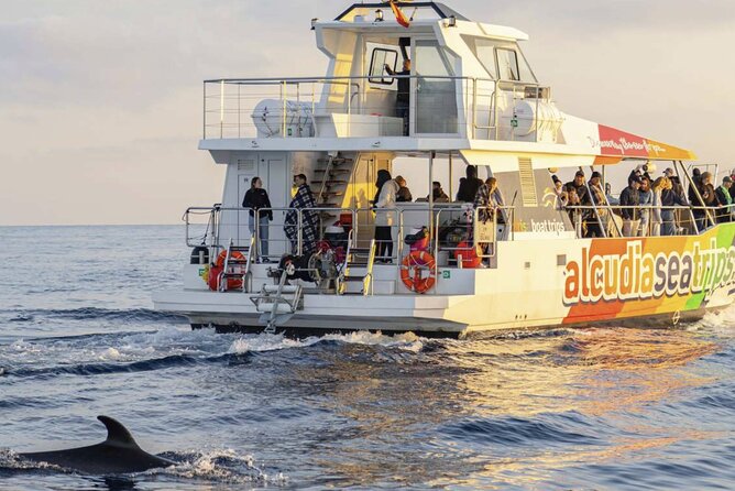 Dolphin Adventure: Fast Boat Dolphin Watching in Mallorca - The dolphin search and the main wildlife moment
