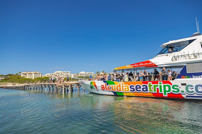 Dolphin Adventure: Fast Boat Dolphin Watching in Mallorca - A possible swimming stop and a flexible timetable