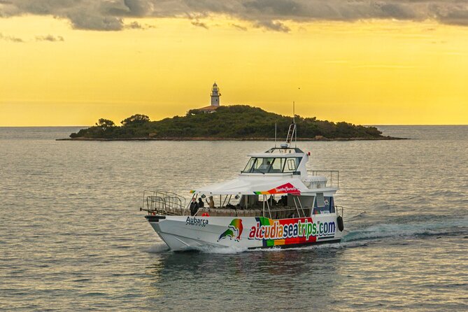 Dolphin Adventure: Fast Boat Dolphin Watching in Mallorca - What the $83.44 price means
