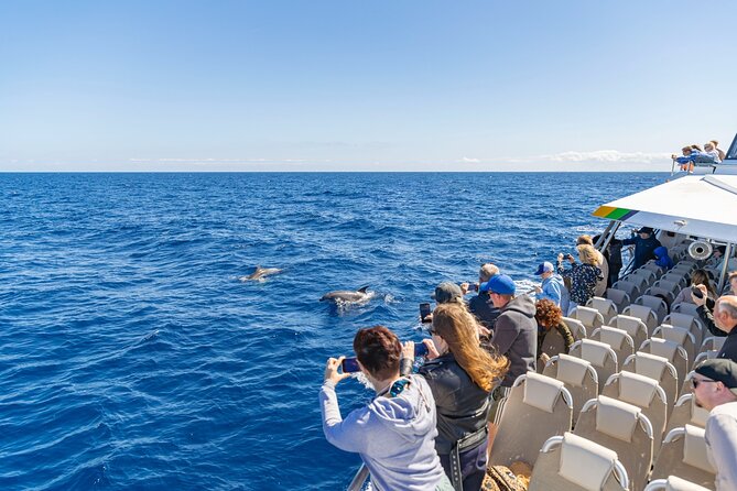 Dolphin Adventure: Fast Boat Dolphin Watching in Mallorca - Who will enjoy this outing most