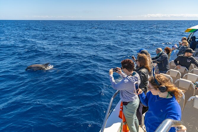 Dolphin Adventure: Fast Boat Dolphin Watching in Mallorca - Practical advice for making the morning easier