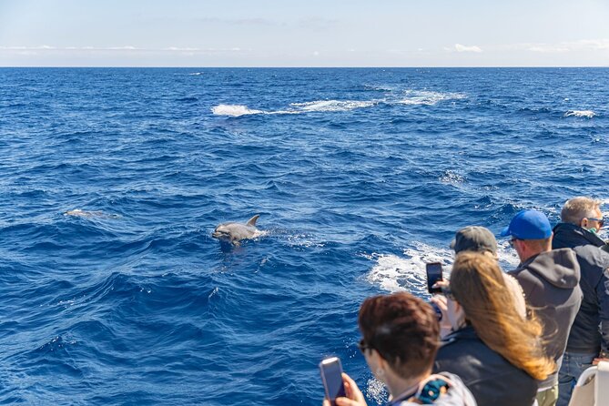 Dolphin Adventure: Fast Boat Dolphin Watching in Mallorca - AUBARCA, the 2025 boat built for speed