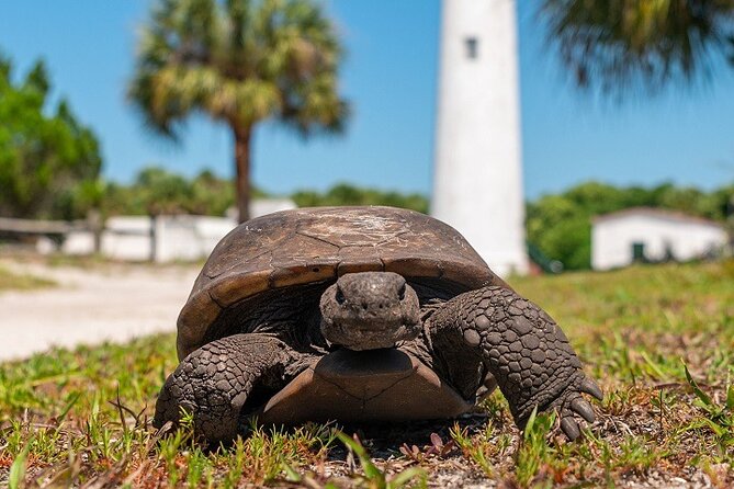 Egmont Key Ferry from Ft. DeSoto Park - Gopher Tortoises, Dolphins, and Sea Birds