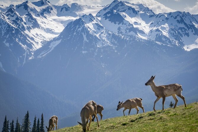 Explore Olympic National Park from Seattle through Van /Ferry - Guides, vehicles, and the feel of the day