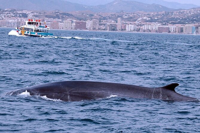 Ferry Benalmádena <> Fuengirola - Who will enjoy the Starfish most?