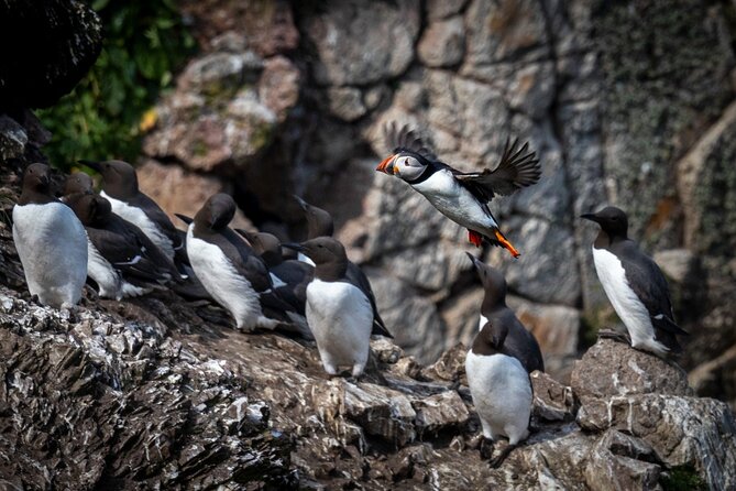 Ferry to Ireland's Eye in Howth - Key points to know before you book