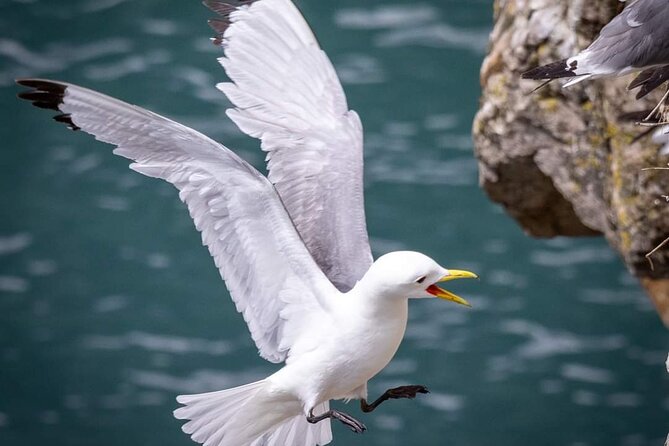 Ferry to Ireland's Eye in Howth - Puffins, gannets, seals, and the limits of wildlife watching