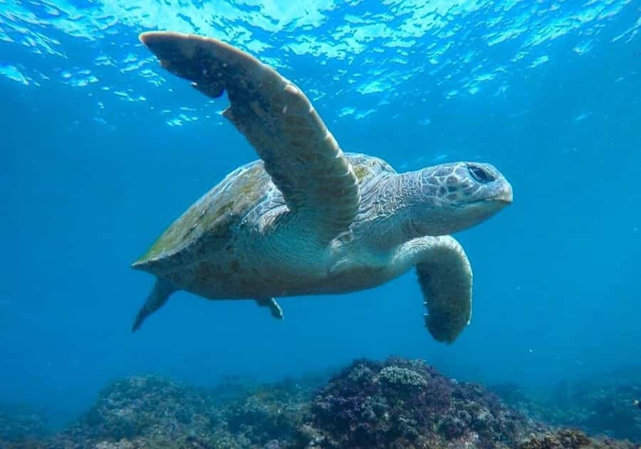 Fingal Head: Cook Island Sea Turtle Snorkel & Boat Transfers - Why Cook Island is the star of this trip
