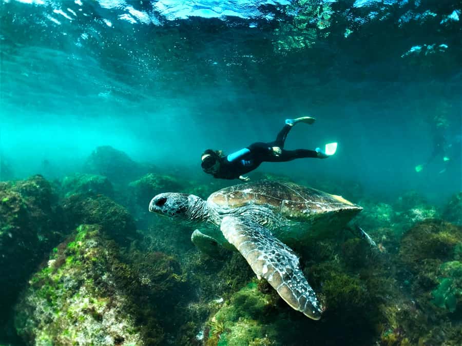 Fingal Head: Cook Island Sea Turtle Snorkel & Boat Transfers - The 15-minute boat ride from Fingal Head