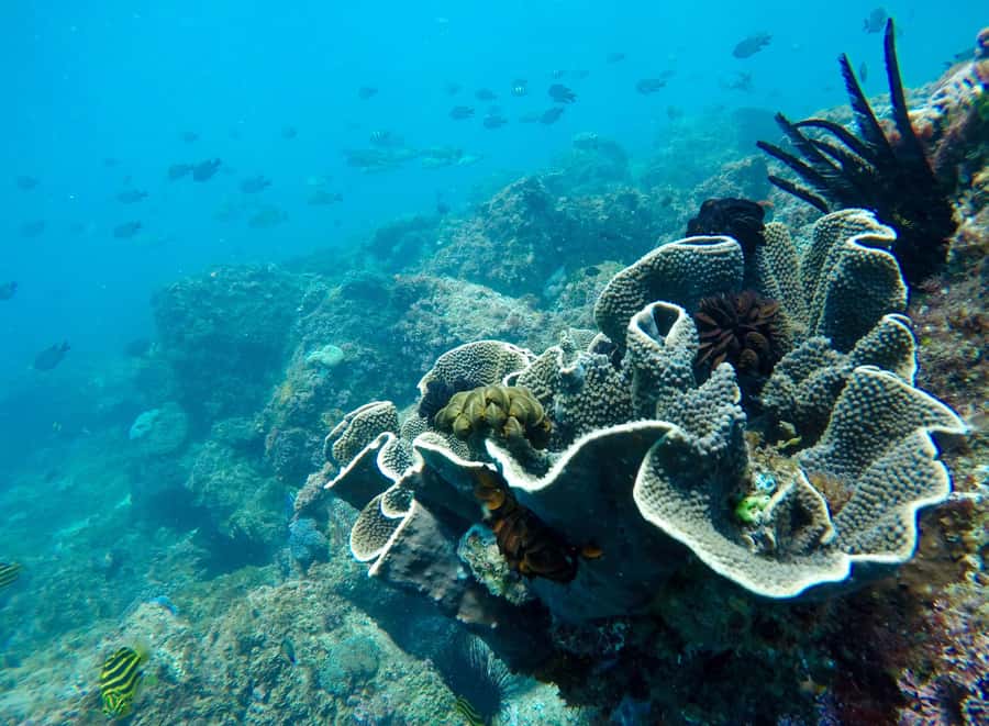 Fingal Head: Cook Island Sea Turtle Snorkel & Boat Transfers - Meeting turtles in shallow reef water