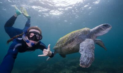 Fingal Head: Cook Island Sea Turtle Snorkel & Boat Transfers