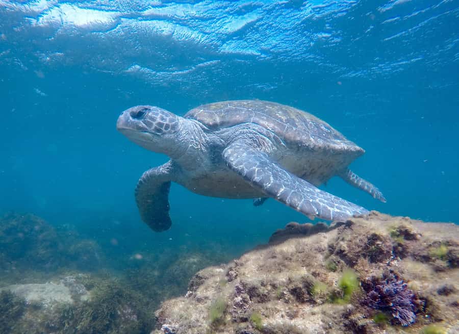 Fingal Head: Cook Island Sea Turtle Snorkel & Boat Transfers - Small groups and in-water guidance