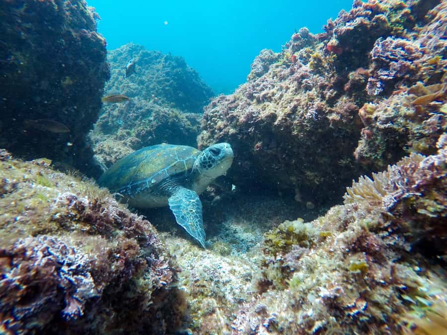 Fingal Head: Cook Island Sea Turtle Snorkel & Boat Transfers - The personalised photo album