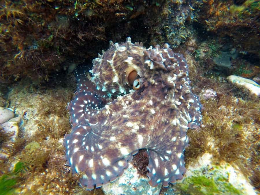 Fingal Head: Cook Island Sea Turtle Snorkel & Boat Transfers - Is $118 a fair price?
