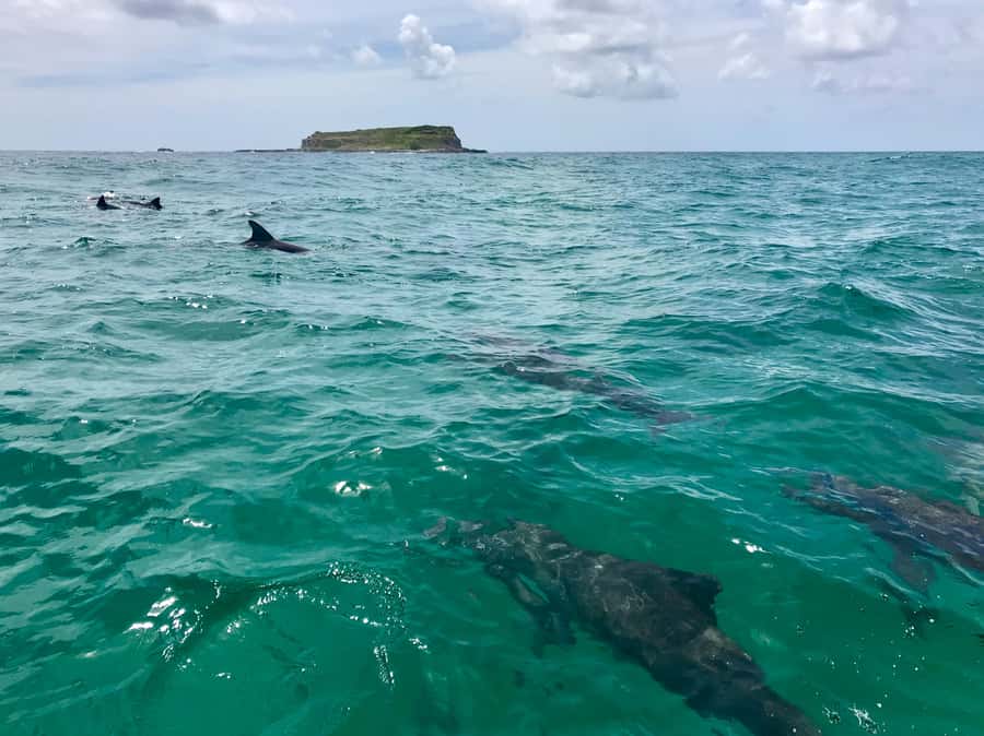 Fingal Head: Cook Island Sea Turtle Snorkel & Boat Transfers - Who should book this Cook Island snorkel