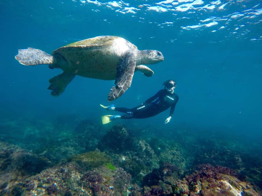 Fingal Head: Cook Island Sea Turtle Snorkel & Boat Transfers - What to bring and how to prepare