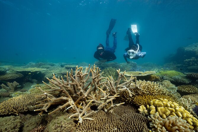 Fitzroy Island Day Trip 11am to 5pm Ferry INC Snorkel Equipment - Key points to know before you book