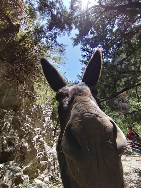 From Chania: Guided Tour to Loutro (Boat tickets Included) - Sfakia is the gateway to the boat ride