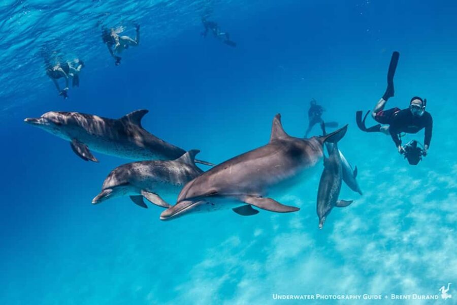 From Fort Lauderdale: Bimini Island Day Trip by Ferry - Who will enjoy this Bimini day trip?