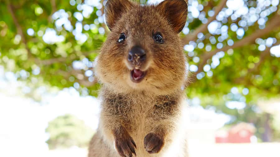 From Fremantle: Rottnest Island Ferry & Bus Day Tour - Beaches, bays, and the Wadjemup Lighthouse